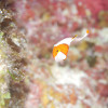 与論 ダイビング 海中宮殿